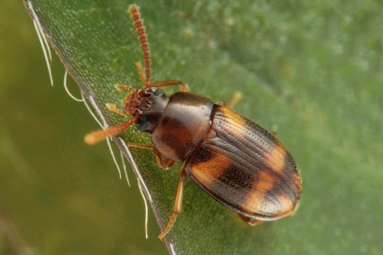 Tenebrionidae: maschio di Alphitophagus bifasciatus